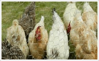 养鸡场围栏网